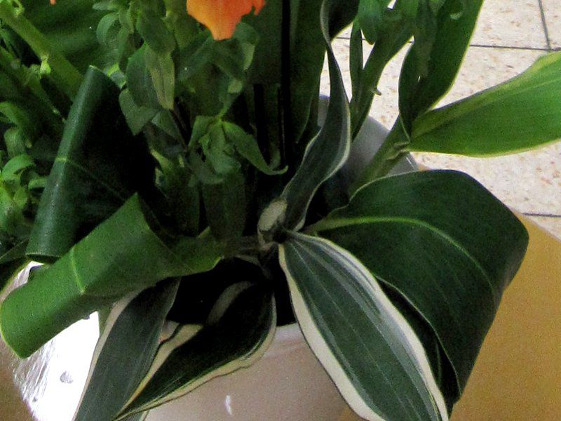 hZiE[lbL[iDracaena warneckiij